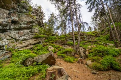 Coniferous path to the rocks in the middle of a deep spruce forest Stock Photos