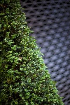 Coniferous Stock Photos