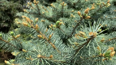 Coniferous pine branches with young cones. Vídeos de archivo 274158872