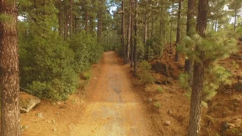 Coniferous pine forest Vídeos de archivo 80860269