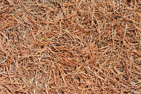 Coniferous pine needles Stock-Fotos