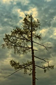 Coniferous pine tree against cloud sky. Stock Photos