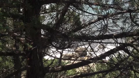 Coniferous pine tree with branches and needles Close up Stock Footage 167966268