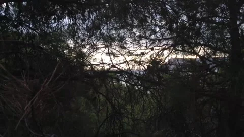 Coniferous pine tree with branches and needles Close up at Sky Background Stock Footage 167966588