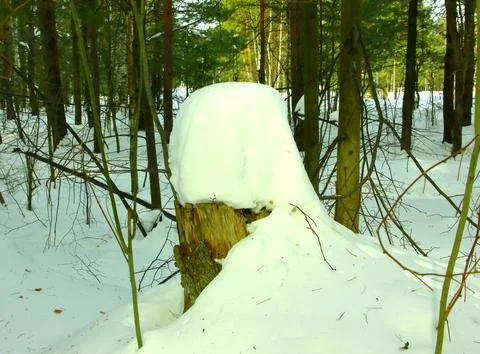 Coniferous pine tree trunk in the snowy mixed forest Stock Photos