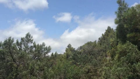 Coniferous pine trees on the background of the sea and sky with clouds Panorama Stockbeeldmateriaal 167966223