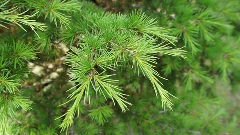 Coniferous pine trees coniferous trees Vídeo Stock 110686784