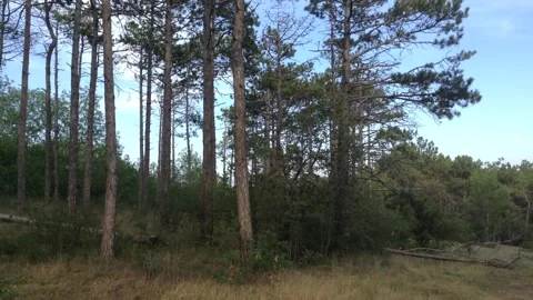 Coniferous pine Trees forest panorama in summer Crimea Stock Footage 167893113