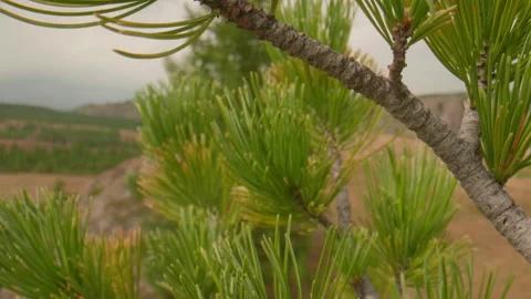 Coniferous plant Stock Footage 168157192