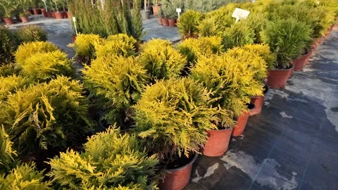 Coniferous Plants Nursery Collection Stock Footage 292161596