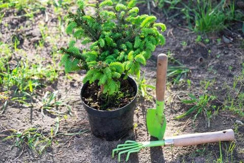 Coniferous plants in pots with a closed root for planting on your garden pl.. 写真素材