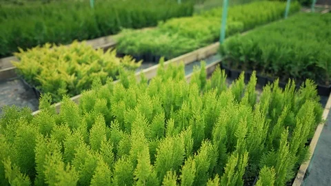 Coniferous seedlings grow in small pots. Alternative Christmas tree. Eco small Stock Footage 117634894