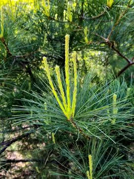 Coniferous Sprout Stock Photos