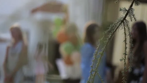 Coniferous spruce branch in the rays of the sun, blurred people backgroun Stock Footage 284714928