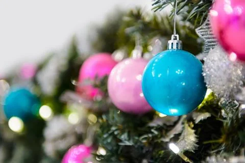 Coniferous spruce decorated. Stock Photos
