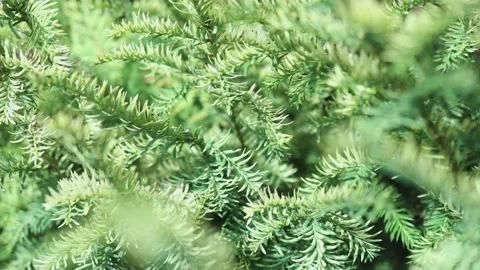 Coniferous spruce needles of evergreen trees in sunny summer day Video stock 159209078