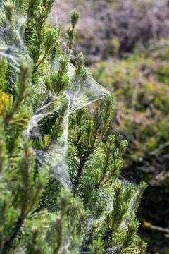 Coniferous spruce or pine tree branch covered with spider net in forest or pa Фото