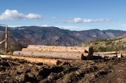 Coniferous stack on a mountain hill Stock Photos