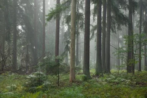 Coniferous stand in mist Stock Photos