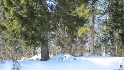 Coniferous tall trees  Stock Footage 120320753