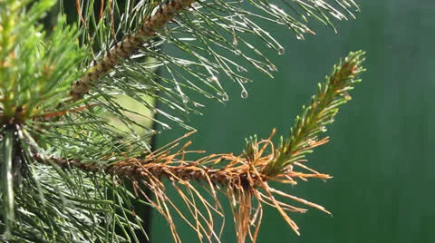 Coniferous tree after rain Video stock 24739291