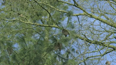 Coniferous tree and cones Video stock 326971291