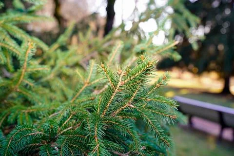 Coniferous tree in the approximation Stock Photos