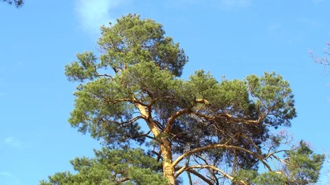 Coniferous Tree Background Stock Footage 89910588