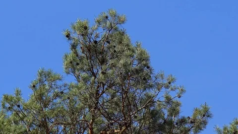 Coniferous Tree Background Stock Footage 89910602