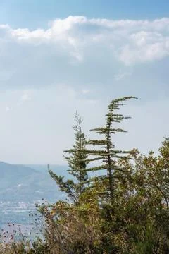 Coniferous tree on a background of mountains Stock Photos
