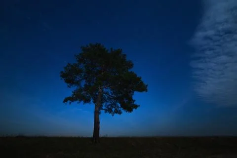 Coniferous tree on a background of the night star sky. The landscape is pho.. Stock Photos