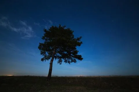 Coniferous tree on a background of the night star sky. The landscape is pho.. Stock Photos