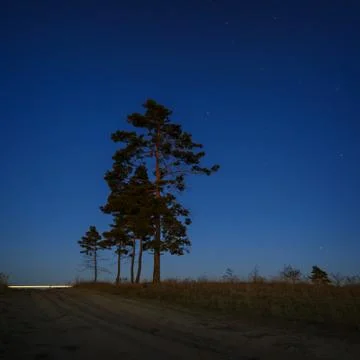 Coniferous tree on a background of the night star sky. Stock Photos