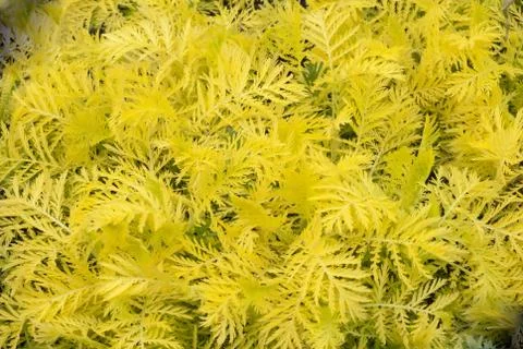 Coniferous tree background Stock Photos