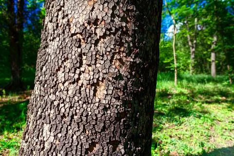 Coniferous tree bark Stock Photos