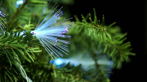 Coniferous Tree with Blue Fiber Stock Footage 46735085