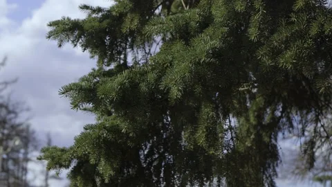 Coniferous tree branch against blue sky Stock Footage 152118821