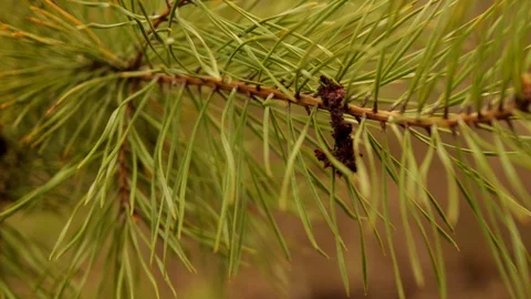 Coniferous tree branch bends from the wind Stock Footage 128911345