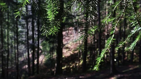 Coniferous tree branch in a calm forest sways in the wind Stock Footage 127533196