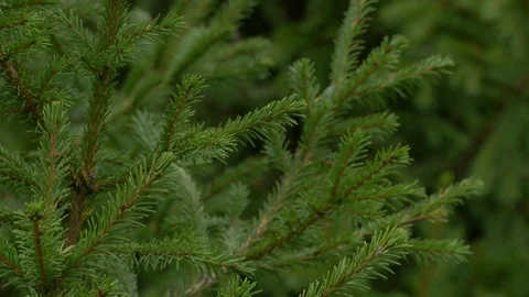 Coniferous tree branch. Close-up shot Stock Footage 116874808