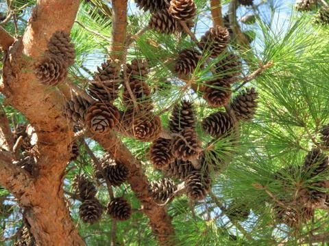 Coniferous tree branch with cones Stock Photos
