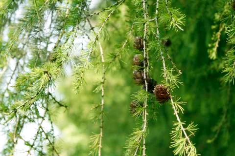 Coniferous tree branch with cones Stock Photos