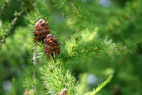 Coniferous tree branch with cones 스톡 사진