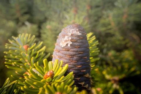 Coniferous tree branch Stock Photos