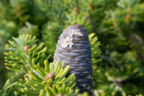 Coniferous tree branch Stock Photos