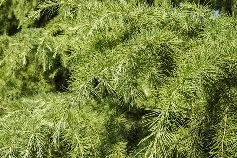 Coniferous tree branch Stock Photos