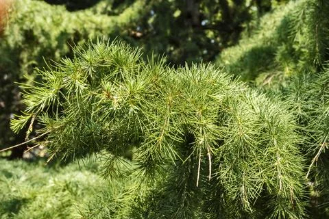 Coniferous tree branch Stock Photos