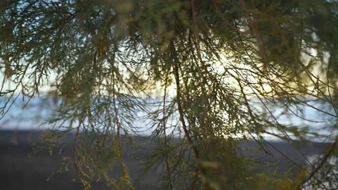 A coniferous tree branch sways in the wind close-up Stock Footage 167016372