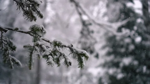 Coniferous tree branch under falling snow in winter forest, snowflakes, clouds Stock Footage 115959662