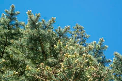 Coniferous tree branches against the cloudless blue sky.beautiful background Stock Photos